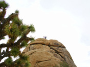Joshua Tree National Park