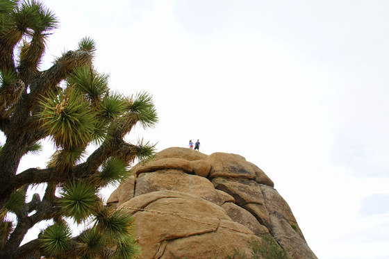 Joshua Tree National Park