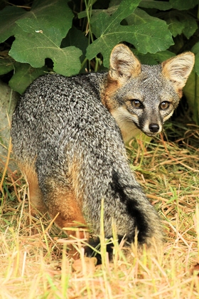 Channel Islands National Park