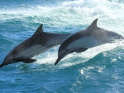 Channel Islands National Park