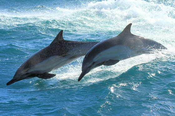 Channel Islands National Park