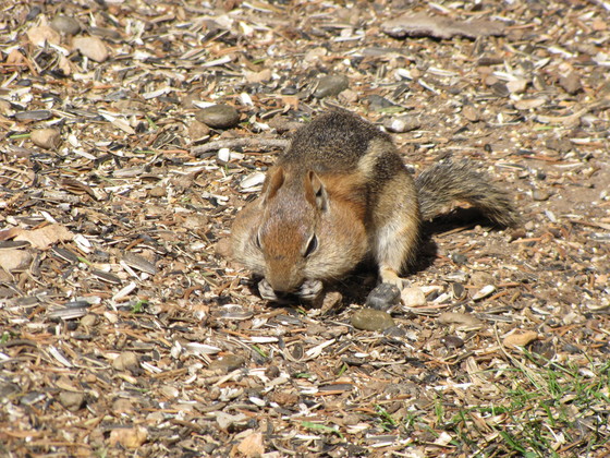 Dixie National Forest Utah