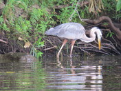 Great blue heron