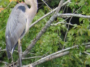Great blue heron