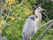 Great blue heron