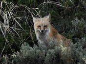 Yellowstone National Park
