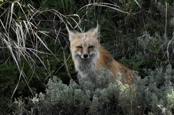 Yellowstone National Park