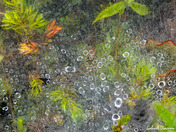Dew drops caught in a spiderweb