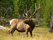 Yellowstone National Park