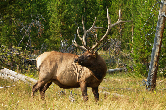 Yellowstone National Park