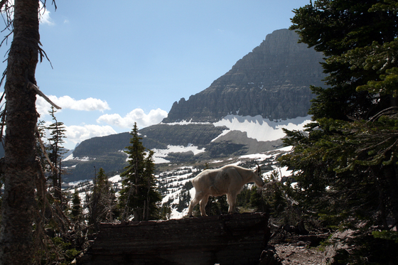 Glacier National Park