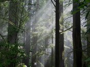 Redwoods National Park