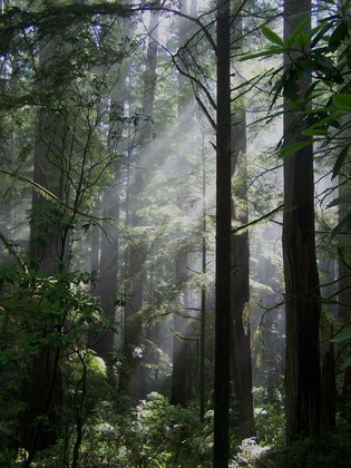 Redwoods National Park