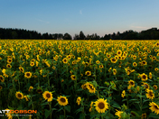 Sea of Green and Yellow