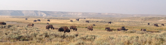 Yellowstone National Park