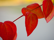 Autumn, Thy name is colour!