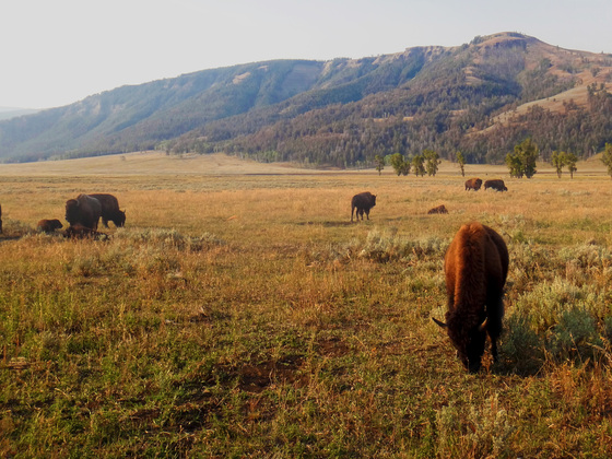 Yellowstone National Park