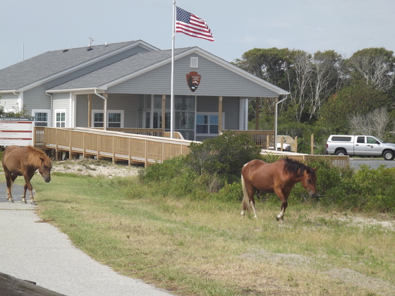 Assateague Island National Park