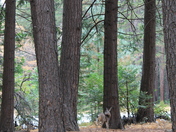 Yosemite