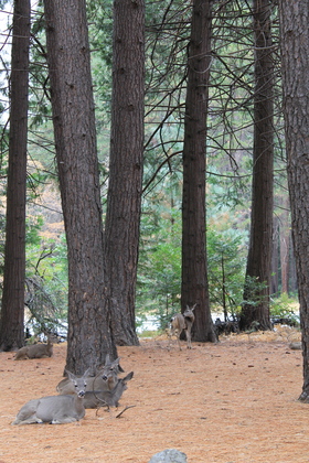 Yosemite