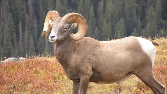 Rocky Mountain National Park