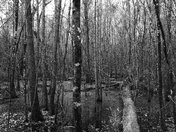 Congaree National Park
