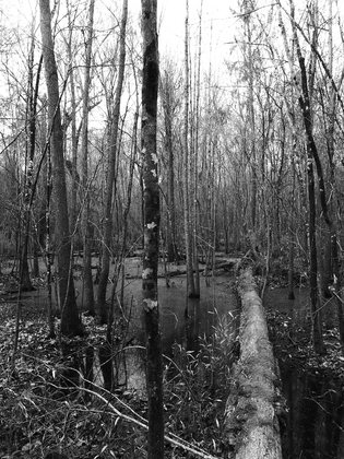 Congaree National Park
