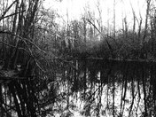 Congaree National Park