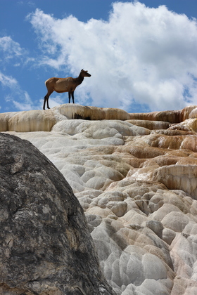 Yellowstone National Park