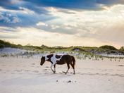 Assateague Island National Park