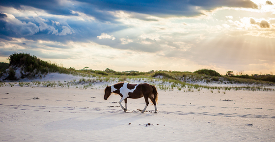 Assateague Island National Park
