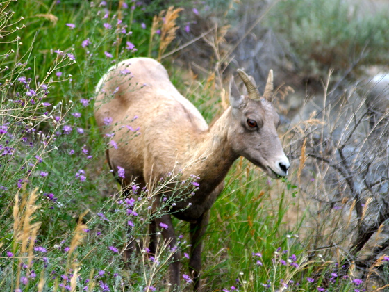 Yellowstone National Park