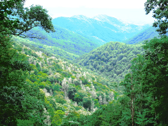 Great Smoky Mountains National Park