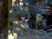 Olympic National Park