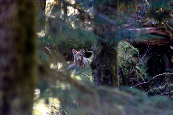 Olympic National Park