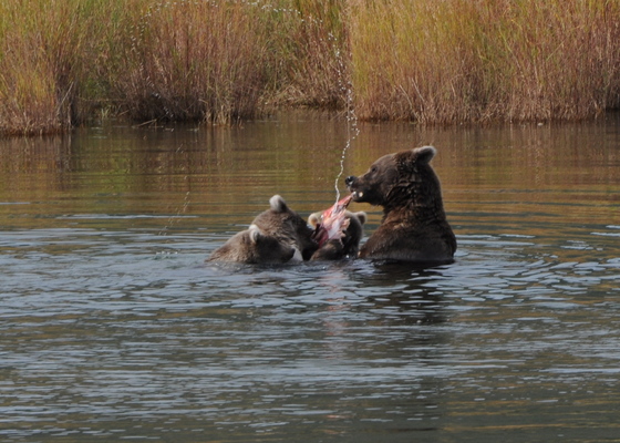 Katmai