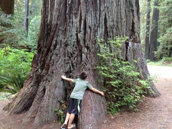 Redwoods National Park