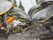 Everglades National Park