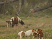 Chincoteague National Wildlife Refuge