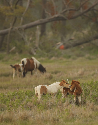 Chincoteague National Wildlife Refuge