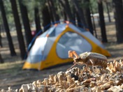 Holcomb valley camp ground
