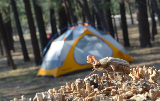 Holcomb valley camp ground
