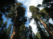 Sequoia and Kings Canyon National Parks 