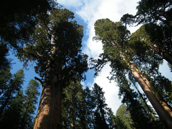 Sequoia and Kings Canyon National Parks 