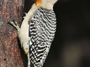 Laguna Atascosa National Wildlife Refuge