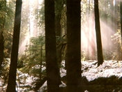 Mount Hood National Forest