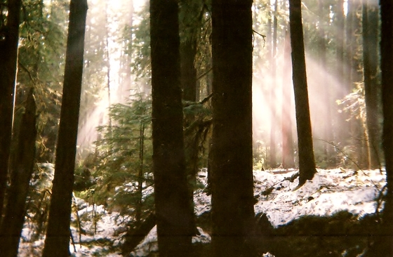 Mount Hood National Forest