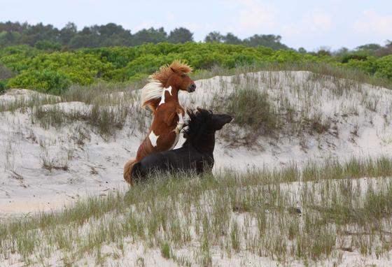 Assateague Island National Seashore