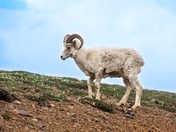 Denali National Park