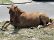 Assateague Island National Seashore